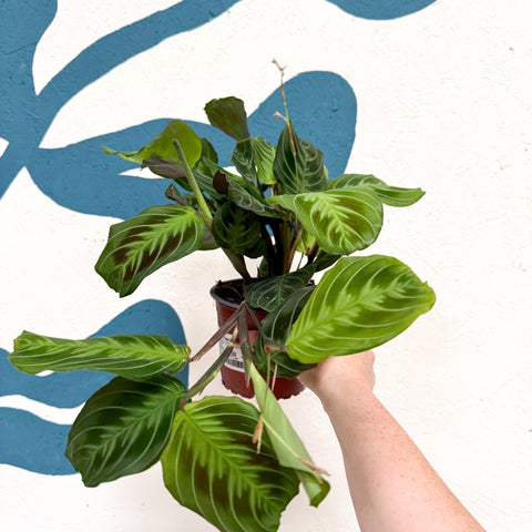 Maranta Leuconeura 'Shadow' - Prayer Plant - Sprouts of Bristol