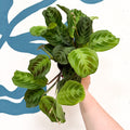 Maranta Leuconeura 'Shadow' - Prayer Plant - Sprouts of Bristol