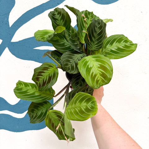 Maranta Leuconeura 'Shadow' - Prayer Plant - Sprouts of Bristol