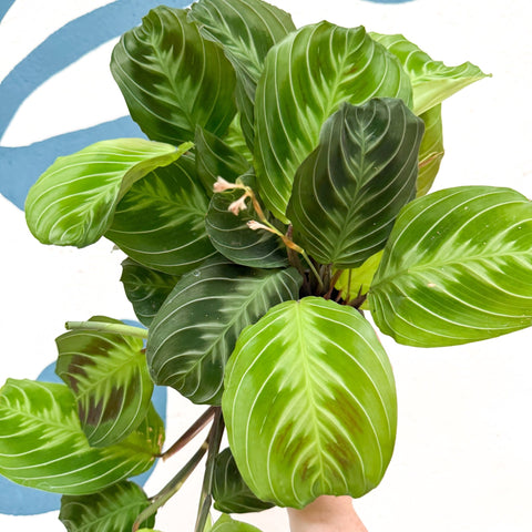 Maranta Leuconeura 'Shadow' - Prayer Plant - Sprouts of Bristol