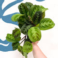 Maranta Leuconeura 'Shadow' - Prayer Plant - Sprouts of Bristol