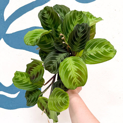 Maranta Leuconeura 'Shadow' - Prayer Plant - Sprouts of Bristol