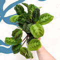 Maranta Leuconeura 'Shadow' - Prayer Plant - Sprouts of Bristol