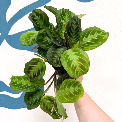 Maranta Leuconeura 'Shadow' - Prayer Plant - Sprouts of Bristol