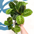 Maranta Leuconeura 'Shadow' - Prayer Plant - Sprouts of Bristol