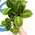 Maranta Leuconeura 'Shadow' - Prayer Plant - Sprouts of Bristol