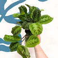 Maranta Leuconeura 'Shadow' - Prayer Plant - Sprouts of Bristol