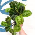 Maranta Leuconeura 'Shadow' - Prayer Plant - Sprouts of Bristol