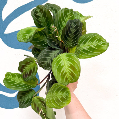 Maranta Leuconeura 'Shadow' - Prayer Plant - Sprouts of Bristol