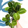 Maranta Leuconeura 'Shadow' - Prayer Plant - Sprouts of Bristol