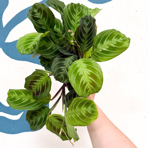 Maranta Leuconeura 'Shadow' - Prayer Plant - Sprouts of Bristol