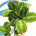 Maranta Leuconeura 'Shadow' - Prayer Plant - Sprouts of Bristol