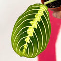Maranta leuconeura var. erythroneura 'Lemon Lime' - Prayer Plant - Sprouts of Bristol