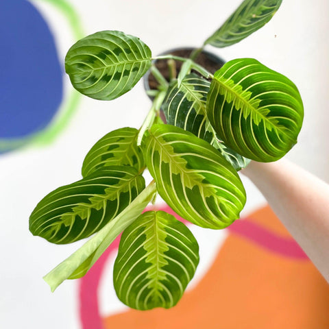 Maranta leuconeura var. erythroneura 'Lemon Lime' - Prayer Plant - Sprouts of Bristol
