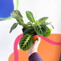 Maranta leuconeura var. erythroneura 'Lemon Lime' - Prayer Plant - Sprouts of Bristol