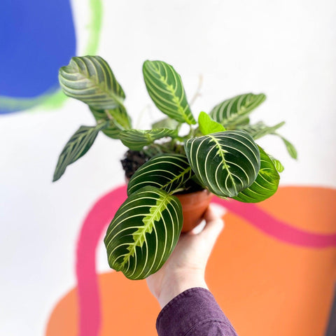 Maranta leuconeura var. erythroneura 'Lemon Lime' - Prayer Plant - Sprouts of Bristol