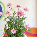 Marguerite Daisy - Argyranthemum 'Madeira Crested Pink' - British Grown - Sprouts of Bristol