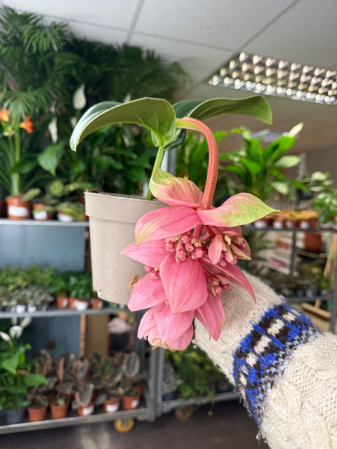 Medinilla magnifica ‘Candy’ – Rose Grape - Sprouts of Bristol