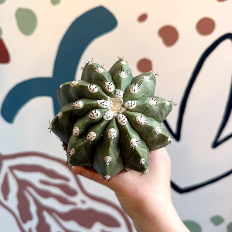 Melocactus maxonii ‘Inermis’ – Spineless Turk’s Cap Cactus - Sprouts of Bristol