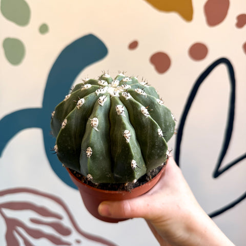 Melocactus maxonii ‘Inermis’ – Spineless Turk’s Cap Cactus - Sprouts of Bristol