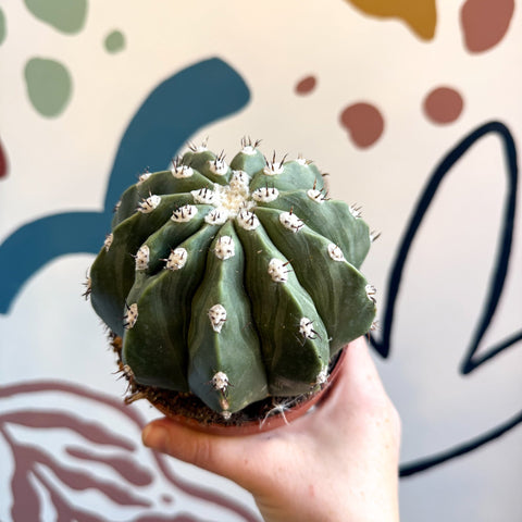 Melocactus maxonii ‘Inermis’ – Spineless Turk’s Cap Cactus - Sprouts of Bristol