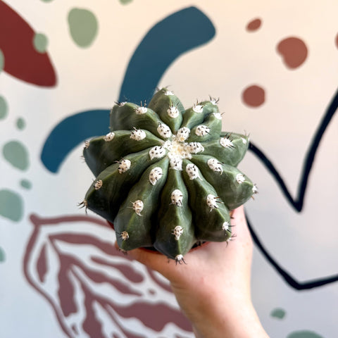 Melocactus maxonii ‘Inermis’ – Spineless Turk’s Cap Cactus - Sprouts of Bristol