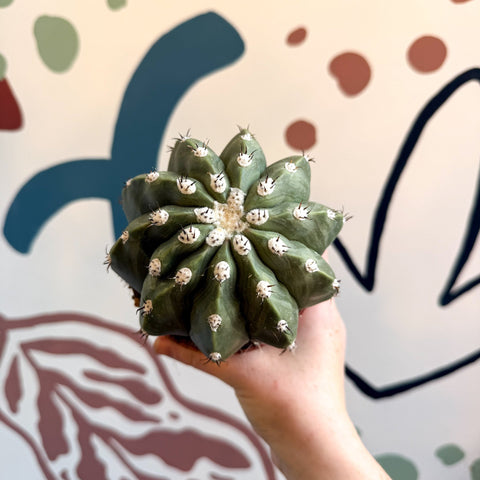 Melocactus maxonii ‘Inermis’ – Spineless Turk’s Cap Cactus - Sprouts of Bristol