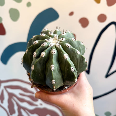 anthurium cephalium artiodactyla Melocactus maxonii 'Inermis' – Spineless Turk's Cap Cactus – Sprouts of Bristol