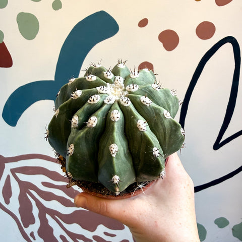 Melocactus maxonii ‘Inermis’ – Spineless Turk’s Cap Cactus - Sprouts of Bristol