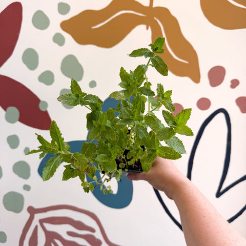 Mentha spicata var. crispa 'Moroccan' - Moroccan Mint [UK Grown Culinary Herbs] - Sprouts of Bristol