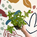 Mentha spicata var. crispa 'Moroccan' - Moroccan Mint [UK Grown Culinary Herbs] - Sprouts of Bristol