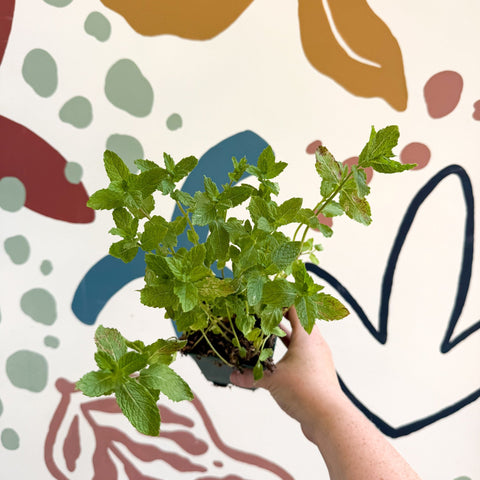 Mentha spicata var. crispa 'Moroccan' - Moroccan Mint [UK Grown Culinary Herbs] - Sprouts of Bristol
