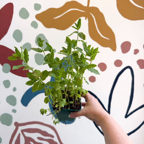 Mentha spicata var. crispa 'Moroccan' - Moroccan Mint [UK Grown Culinary Herbs] - Sprouts of Bristol