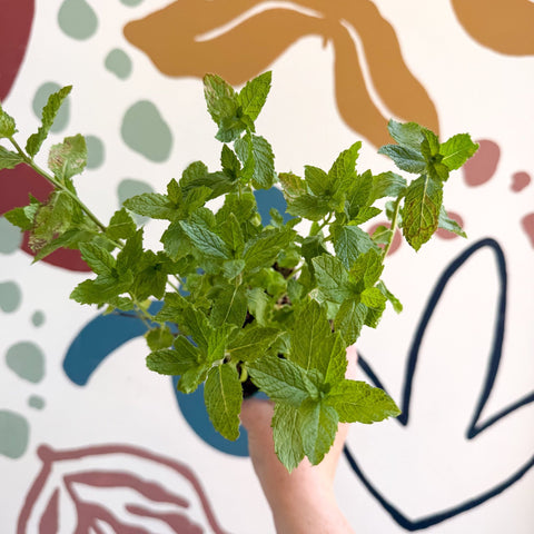 Mentha spicata var. crispa 'Moroccan' - Moroccan Mint [UK Grown Culinary Herbs] - Sprouts of Bristol