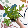 Mentha spicata var. crispa 'Moroccan' - Moroccan Mint [UK Grown Culinary Herbs] - Sprouts of Bristol