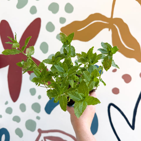 Mentha spicata var. crispa 'Moroccan' - Moroccan Mint [UK Grown Culinary Herbs] - Sprouts of Bristol