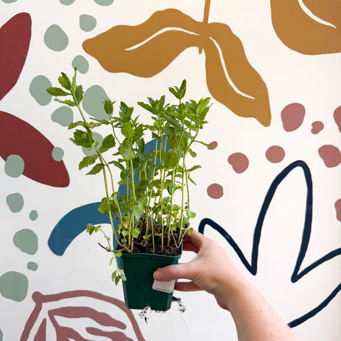 Mentha spicata var. crispa 'Moroccan' - Moroccan Mint [UK Grown Culinary Herbs] - Sprouts of Bristol