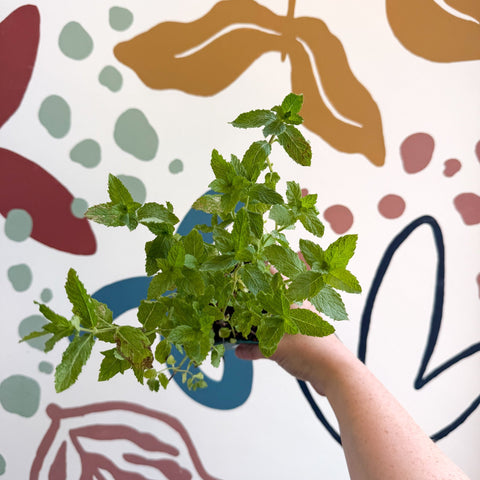 Mentha spicata var. crispa 'Moroccan' - Moroccan Mint [UK Grown Culinary Herbs] - Sprouts of Bristol