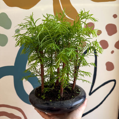 metasequoia bonsai tree Metasequoia