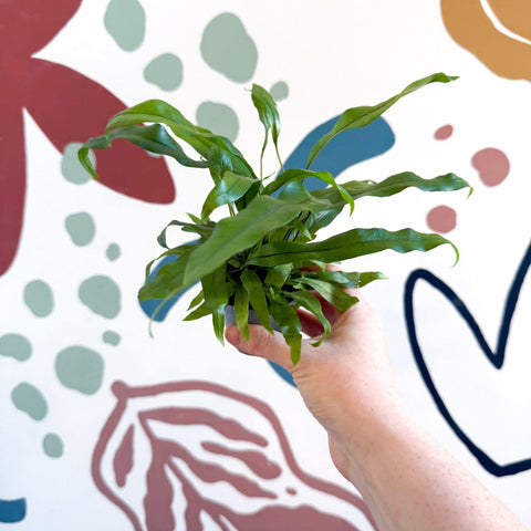 Microsorum pteropus – Java Fern - Sprouts of Bristol