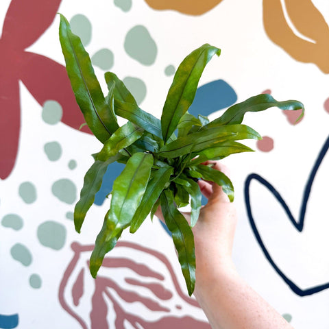 Microsorum pteropus – Java Fern - Sprouts of Bristol