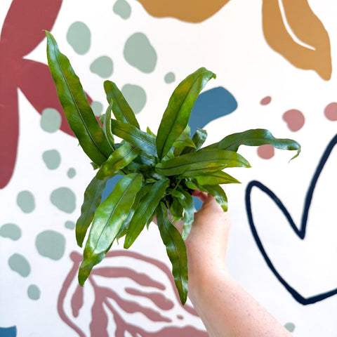 Microsorum pteropus – Java Fern - Sprouts of Bristol