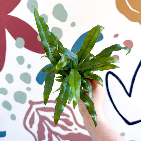 Microsorum pteropus – Java Fern - Sprouts of Bristol