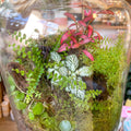 Midi Mathew Jar - Bioactive Terrarium - Sprouts of Bristol