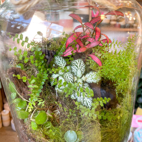 Midi Mathew Jar - Bioactive Terrarium - Sprouts of Bristol