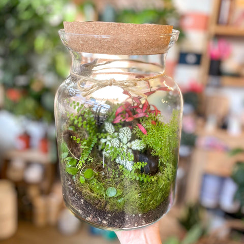 Midi Mathew Jar - Bioactive Terrarium - Sprouts of Bristol