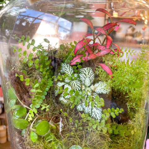 Midi Mathew Jar - Bioactive Terrarium - Sprouts of Bristol