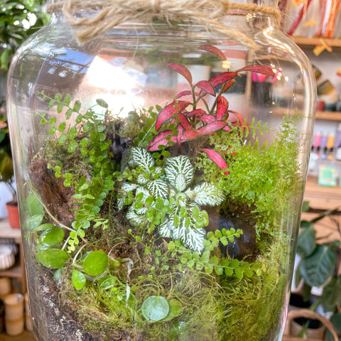 Midi Mathew Jar - Bioactive Terrarium - Sprouts of Bristol