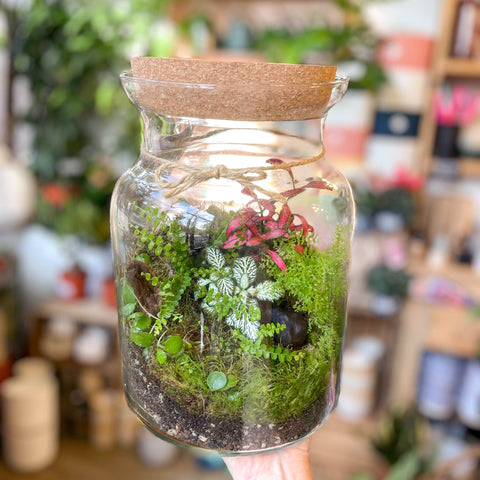 Midi Mathew Jar - Bioactive Terrarium - Sprouts of Bristol