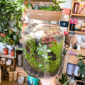 Midi Mathew Jar - Bioactive Terrarium - Sprouts of Bristol